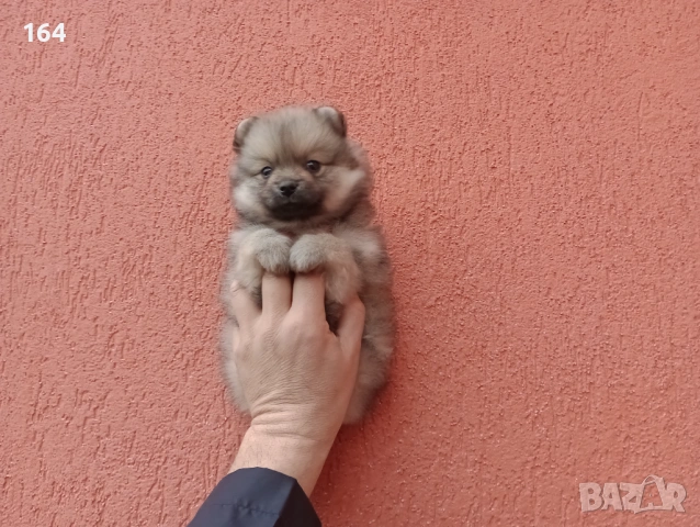 Мъжки Померани. Снимки от 18.02.26 г. , снимка 3 - Померан - 53464972