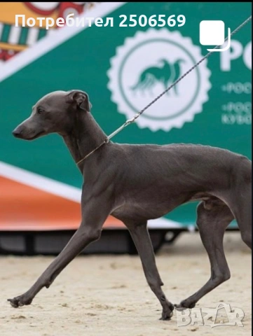 Продавам кученца италианска хрътка, снимка 9 - Хрътка - 53012848