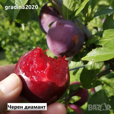 Слива - Налични 4 сорта Анджелино ,Черен диамант (Блек Даймънд) , Черен Сплендор - BLACK SPLENDOR и , снимка 6 - Разсади - 51852290