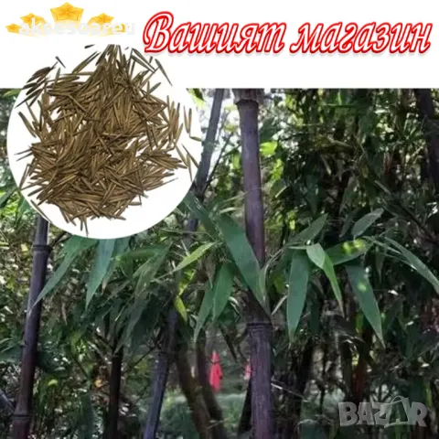 100 висококачествени семена Студоустойчив черен бамбук от САЩ за Декорация на дома и Градината , снимка 13 - Сортови семена и луковици - 49727476