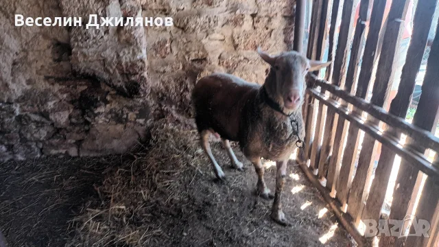 коч Лакон с лоши навици