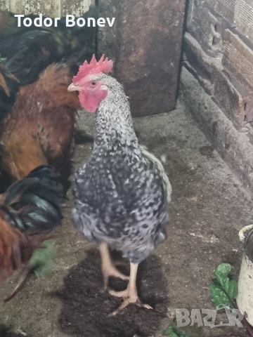 Продавам или разменям за ярки млади домашни петлета, снимка 11 - Кокошки и пуйки - 51544238