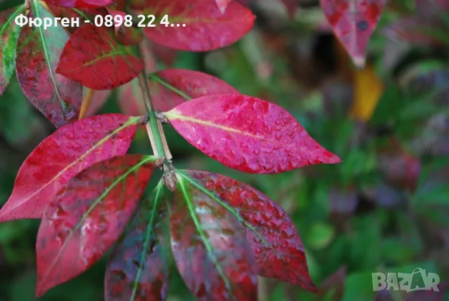Oгнен храст - Euonymus alatus, снимка 3 - Разсади - 55709563