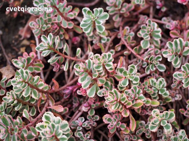 Sedum Spurium Tricolor (Седум Триколор), снимка 2 - Градински цветя и растения - 41609388