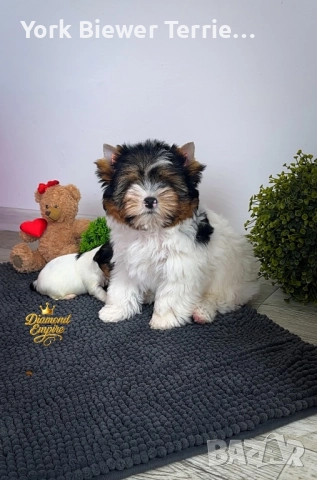 Йоркширски Териер! Малък сладур с родословие за семейство с деца! 