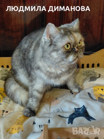 Персийско женско. , снимка 2 - Персийска - 53016773