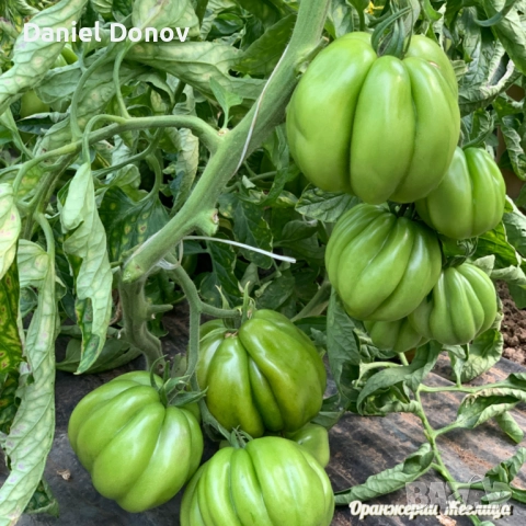 КАТАЛОГ РАЗСАДИ ПРОЛЕТ-ЛЯТО 2026, снимка 5 - Разсади - 52473586