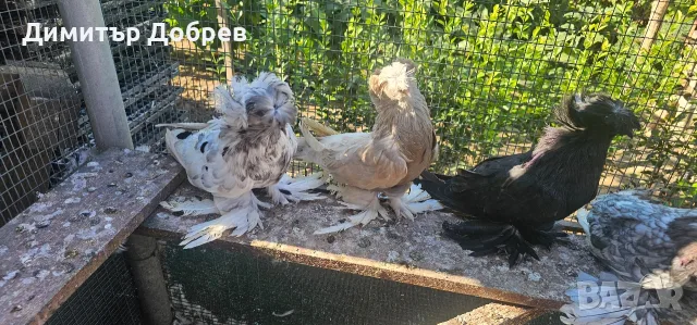 Свободни двойки бухари , снимка 4 - Гълъби - 53235304