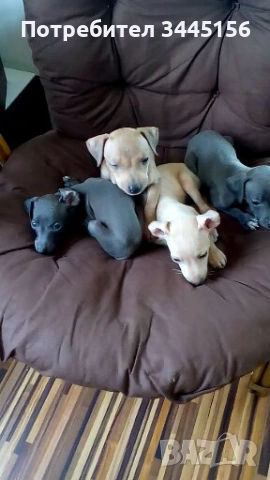 Левретка - Италианска хрътка, снимка 3 - Гонче - 53114867