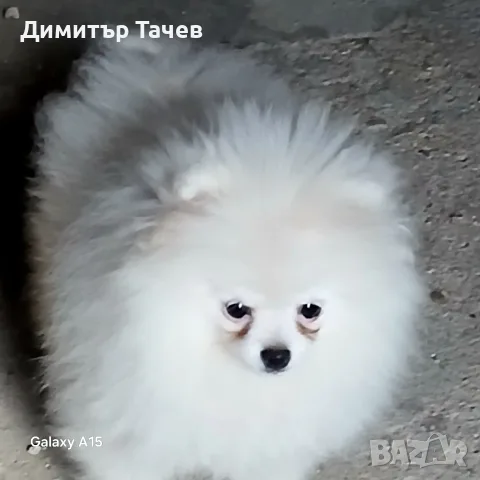Мъжки померан на 9 месеца