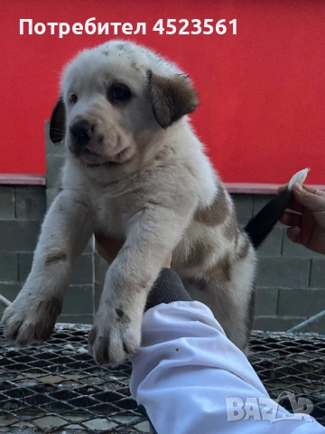 Сао-Алабай, снимка 6 - Алабай - 53023409