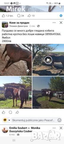 Ще продам кобила