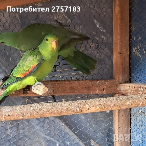 продавам червено крили папагали