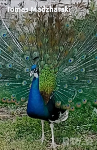 1 женски и 1 мъжки паун