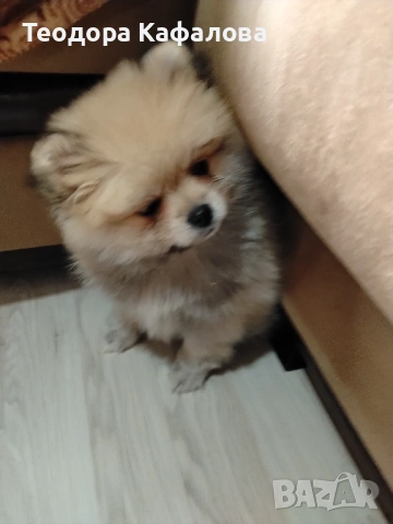 Продавам Мини Померан, снимка 2 - Померан - 53694227