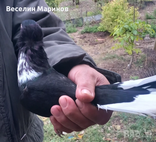 Продавам шуменски гълъби , снимка 5 - Гълъби - 52011901