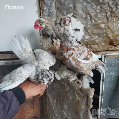 Продавам джинки, снимка 5 - други­ - 52724814
