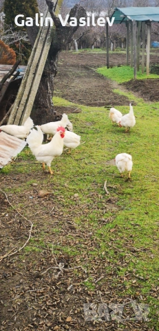 оплодени яйца от БЯЛ ЛЕГХОРН