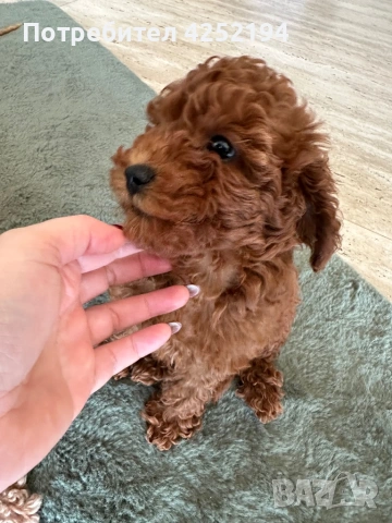 Той пудел женско , снимка 4 - Пудели - 53865654