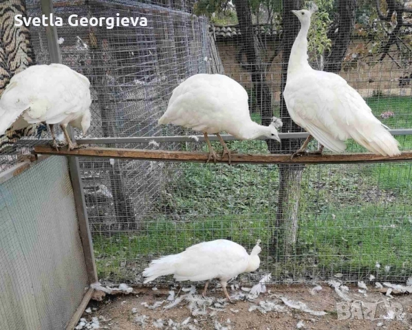 Тригодишни пауни, снимка 8 - други­ - 52105928