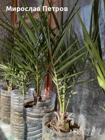 Финикова палма-фурма , снимка 4 - Градински цветя и растения - 53846569