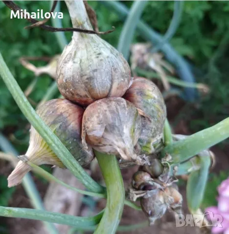 Вечен лук, живораждащ лук, въздушен лук, снимка 1