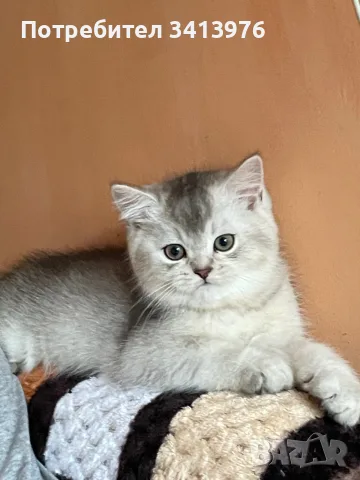 Мъжки котарак за разплод, снимка 5 - Британска късокосместа - 55422480