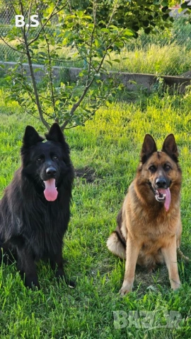 Немска овчарка женска , снимка 5 - Немска овчарка - 52536918