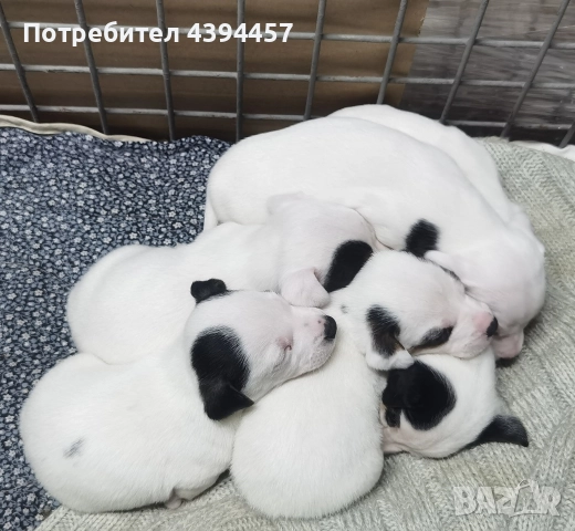 Джак ръсел териер, снимка 2 - Джак ръсел териер - 52731481