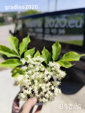  Бъз - Бял   Разсад , снимка 3 - Разсади - 40954906