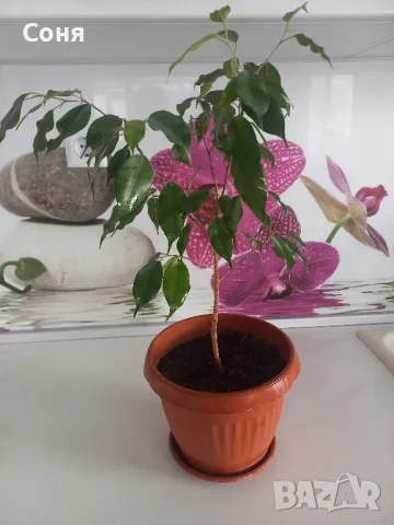 Фикус,бенджамин ,кактуси,юка,замиокулкас  и др.едри цветя, снимка 4 - Стайни растения - 45380559