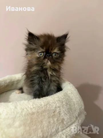 Персийски котенца , снимка 8 - Персийска - 55869087
