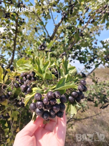 Самардала,Коприва,Лапад,Глог,Шипка,Песто от Коприва,Манголд,Розмарин, снимка 6 - Сортови семена и луковици - 44686395