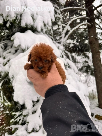 Tea Cup Пуделче, снимка 4 - Пудели - 53597995
