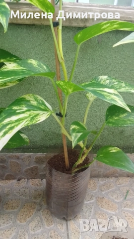 Епипремнум - Дяволски бръшлян / Хавортия , снимка 5 - Стайни растения - 50913536