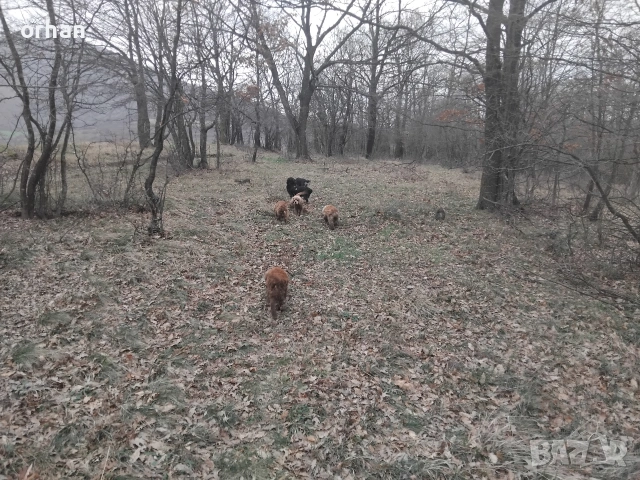 6 бр работещи кучета , снимка 10 - Кокер шпаньол - 53461757