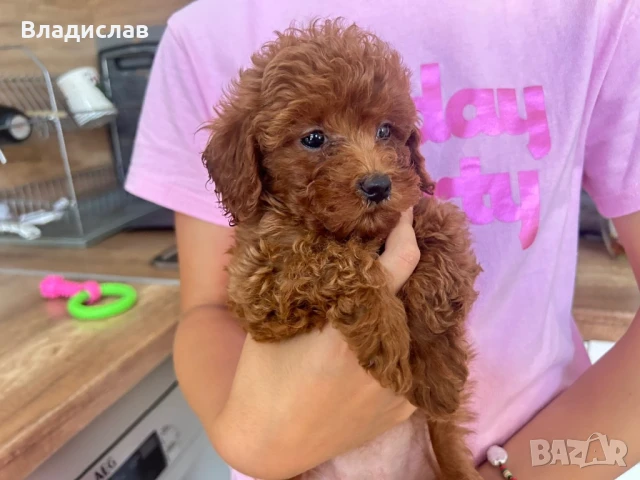 Той пудел / мини пудел, снимка 3 - Пудели - 51355418