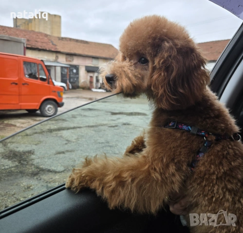 Той пудел  търси партньор 