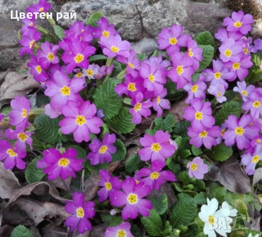 Домашна иглика с грудка , снимка 6 - Градински цветя и растения - 51949012