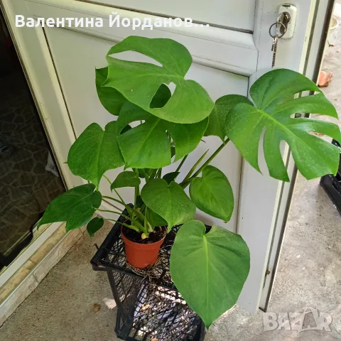 монстера големи растения 