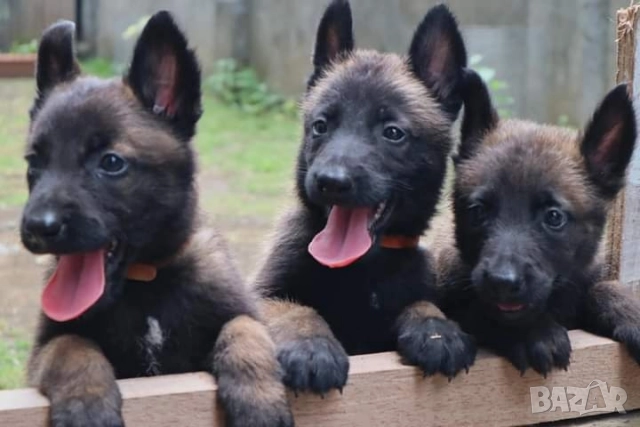 Белгийски овчарки-малиноа , снимка 7 - Белгийска овчарка - 51852914