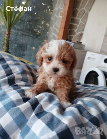 Малтипу момиче и момче, снимка 4 - Пудели - 53683639