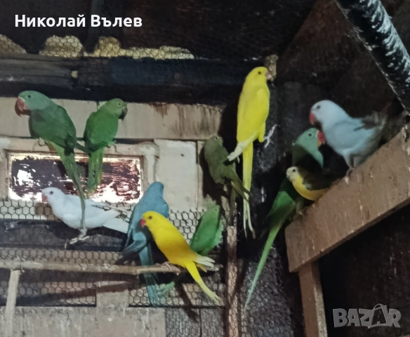 Малки александри , снимка 3 - Папагали - 51923458