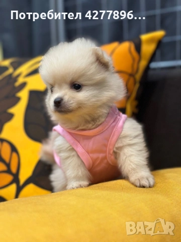 Принцеса очаква ново семейство, снимка 3 - Померан - 53721483