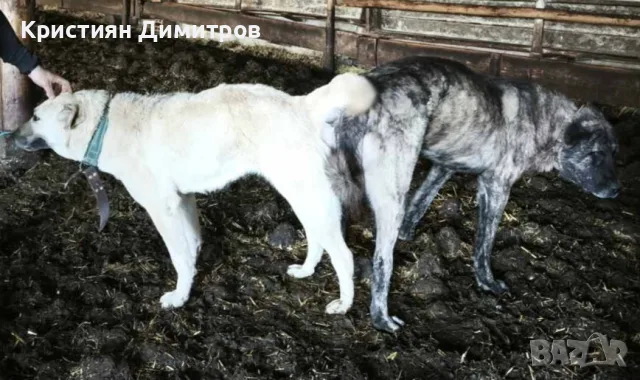 Свободни кутрета 2 момичета , снимка 5 - Кангал - 55997055