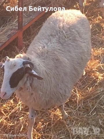 Продавам овце,агнета и кочове., снимка 3 - Овце - 52381749