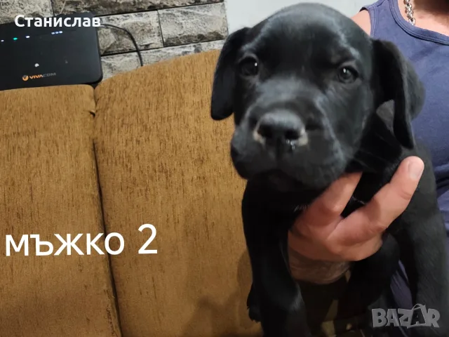 Кане Корсо кученца , снимка 7 - Кане корсо - 55892091