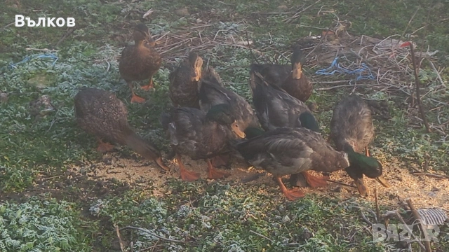 зеленоглави патици, снимка 2 - Патици и гъски - 53676280