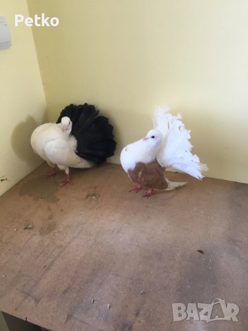 Фенерлии, снимка 2 - Гълъби - 42096927