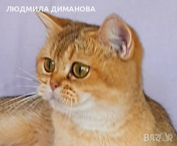 шотландски златни чинчили. , снимка 11 - Британска късокосместа - 53504787